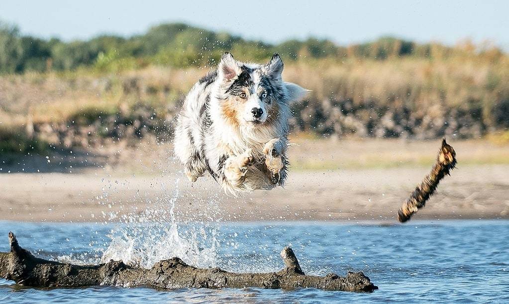 Devenir comportementaliste canin : mode d'emploi