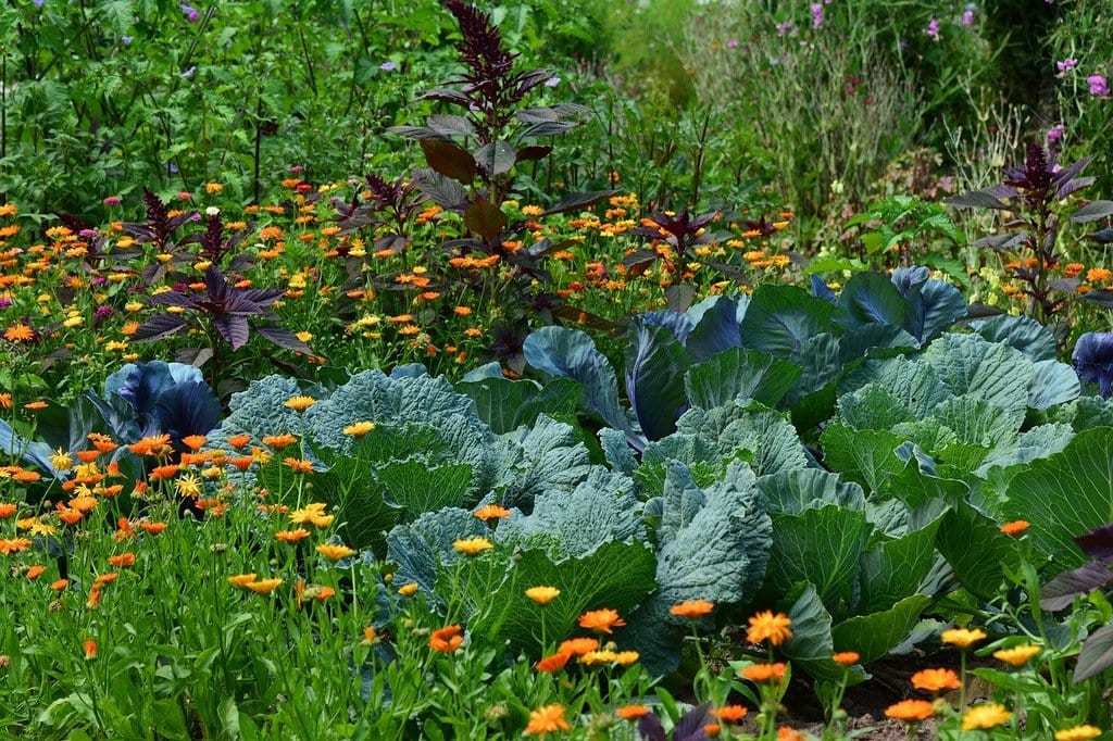 Astuces pour un potager florissant durant l'été